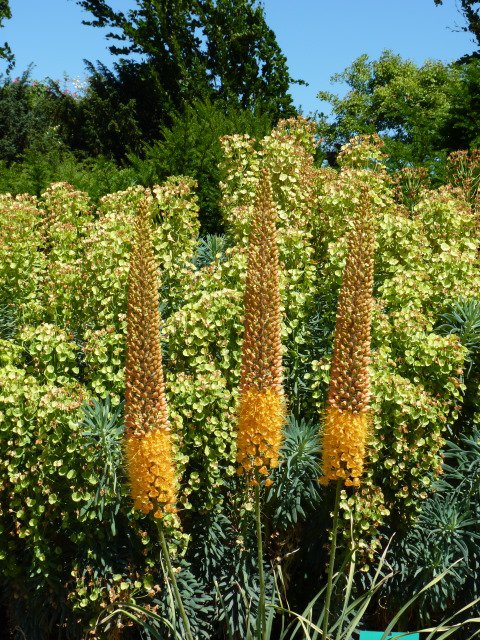Eremurus 'Cleopatra'